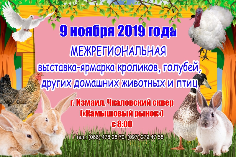 выставка-ярмарка домашних животных