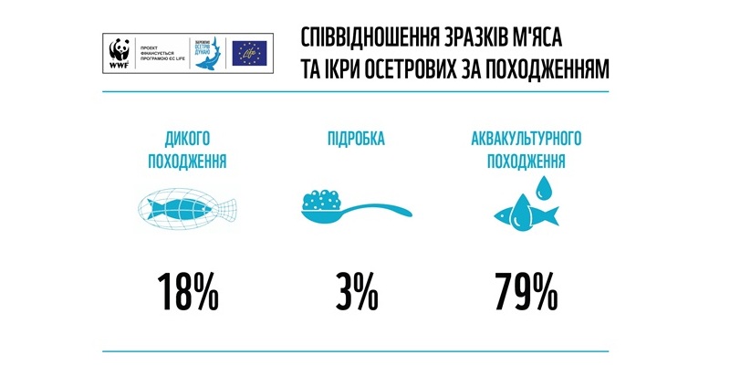 Проект «Жизнь дунайским осетровым»: 18% черной икры и мяса осетровых в Украине произведены нелегально
